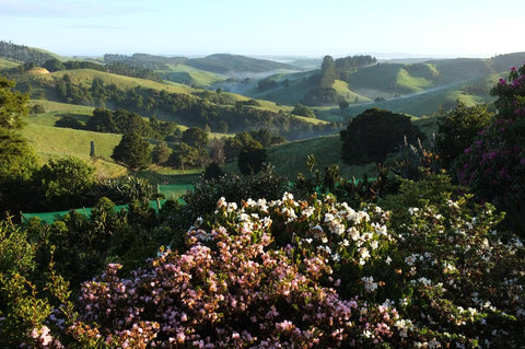 Subtropical Dream to NZ Coffee Pioneer: Pekerau Hills Coffee Farm